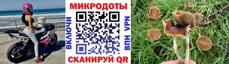 где купить наркотик  Арсеньев  Галлюциногенные грибы GOLDEN TEACHER 